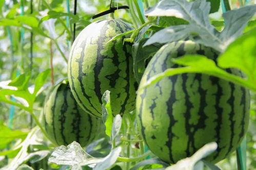 吃瓜中心今日吃瓜首页